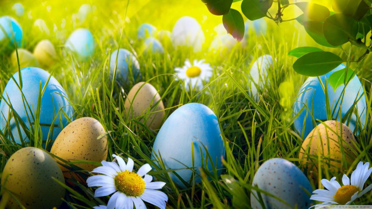 eggs2